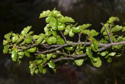 Nothofagus antarctica: leafy branch.
 Image: K.A. Ford © Landcare Research 2015 CC BY 3.0 NZ
